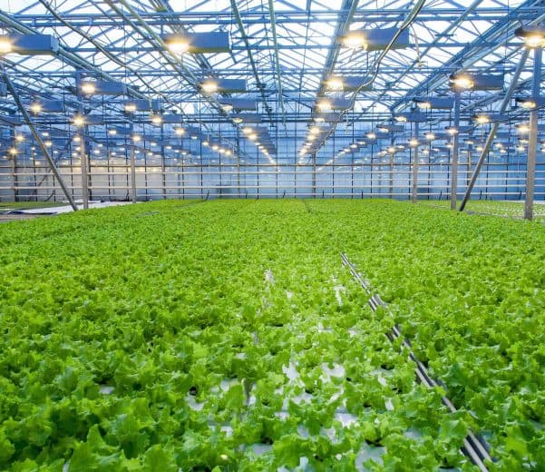 CO2 injections in greenhouses as a mean to boost plants' growth