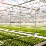 CO2 injections in greenhouses as a mean to boost plants' growth