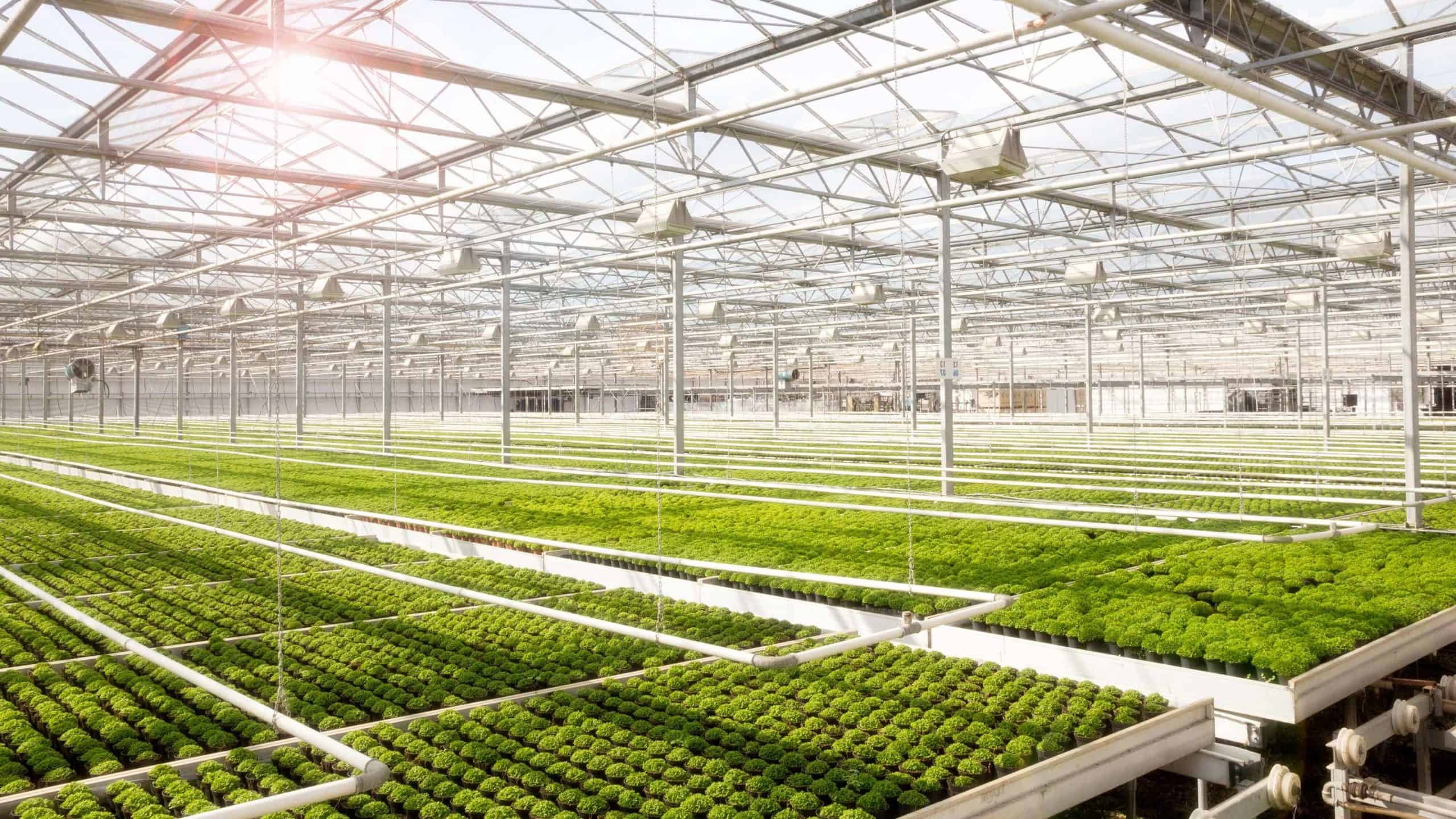 CO2 injections in greenhouses as a mean to boost plants' growth